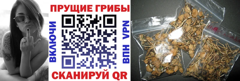 Купить закладки  Майский  Галлюциногенные грибы ЛСД 